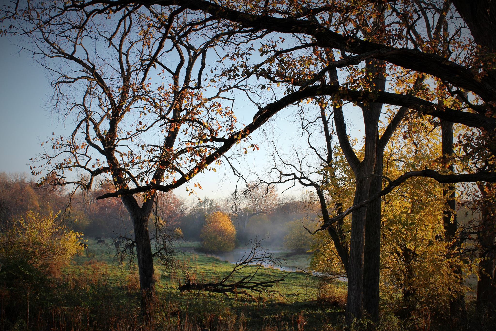 Trees in the Fall by Mike Wade